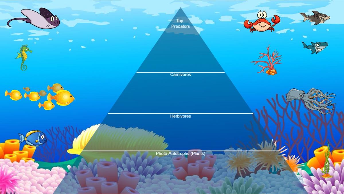 Ocean Ecological Pyramid - TEMPLATE