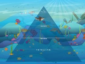 Ecological Pyramid 1