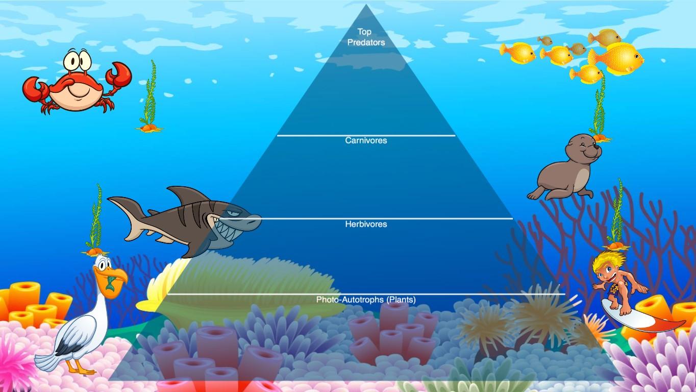 Ocean Ecological Pyramid - TEMPLATE