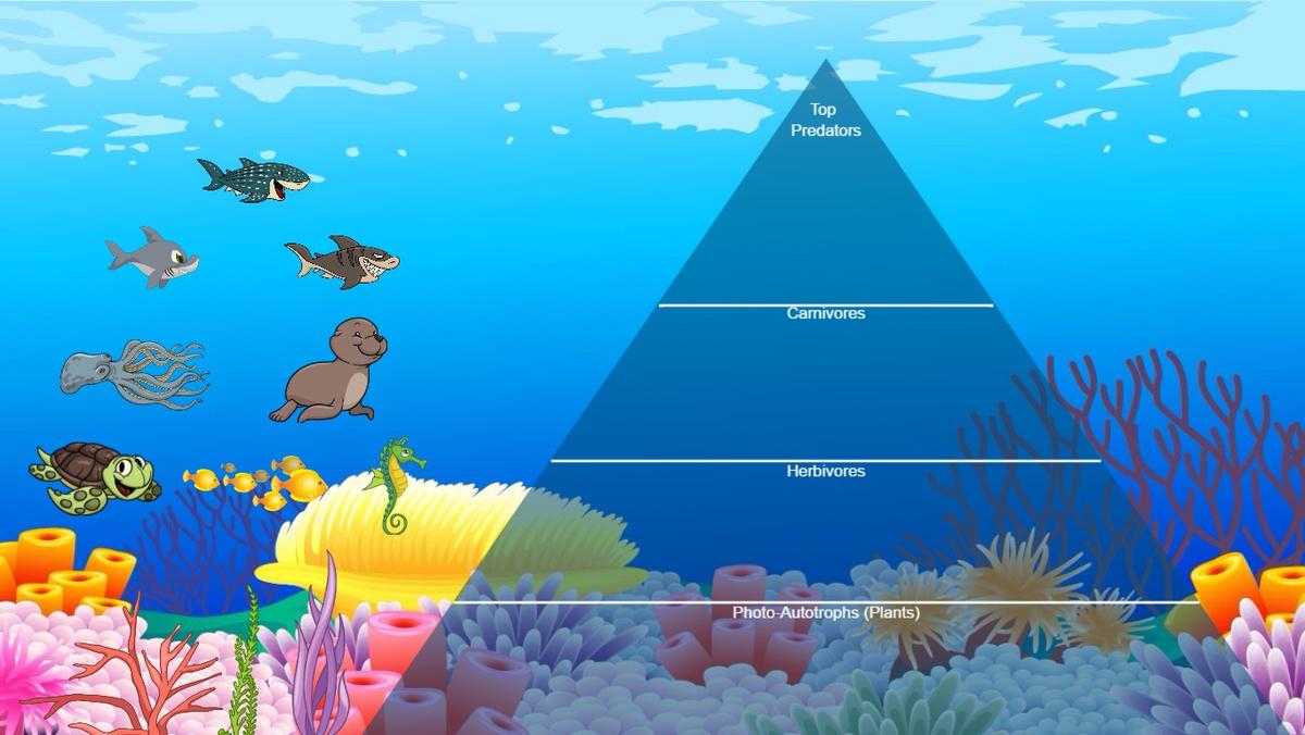 Ocean Ecological Pyramid - TEMPLATE