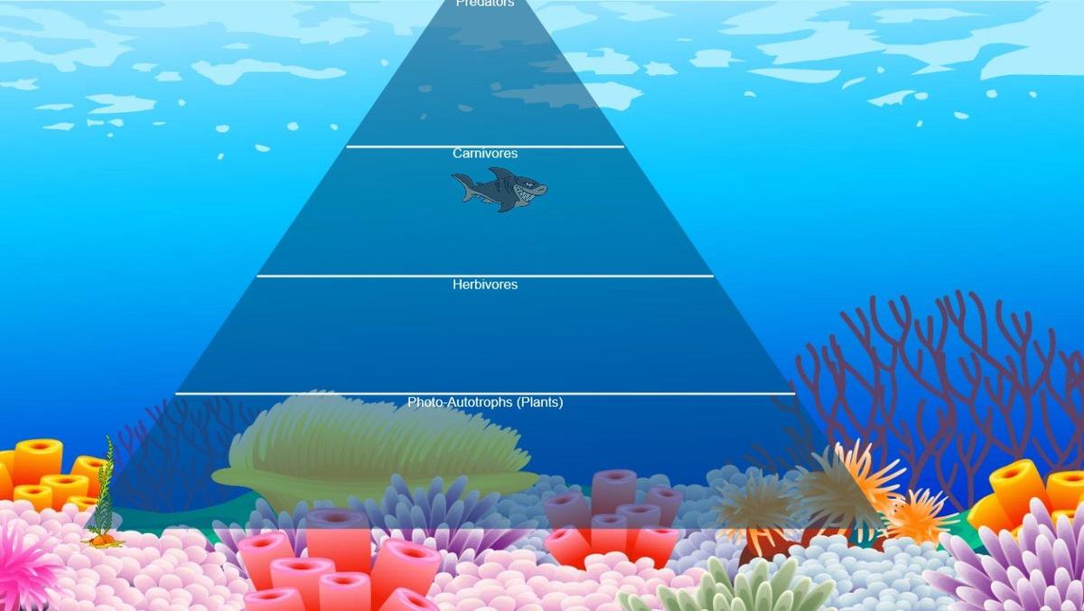 Ocean Ecological Pyramid - TEMPLATE