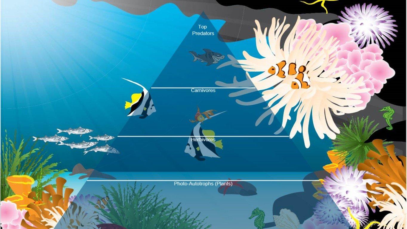 Ocean Ecological Pyramid - TEMPLATE