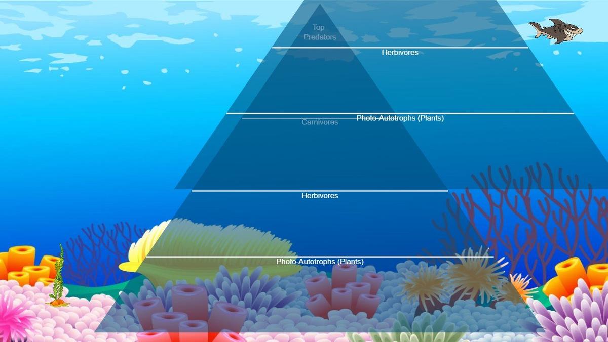 Ocean Ecological Pyramid - TEMPLATE