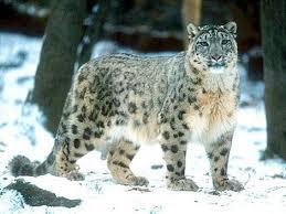 snow leopard