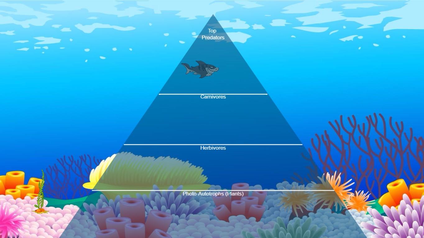 Ocean Ecological Pyramid - TEMPLATE