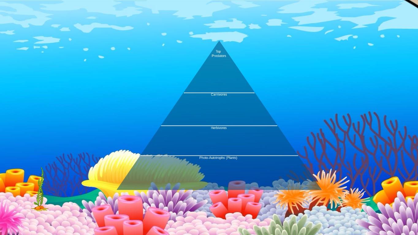 Ocean Ecological Pyramid - TEMPLATE