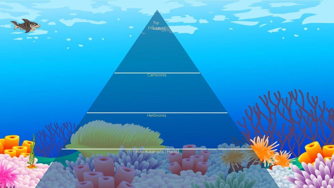 Ocean Ecological Pyramid - TEMPLATE