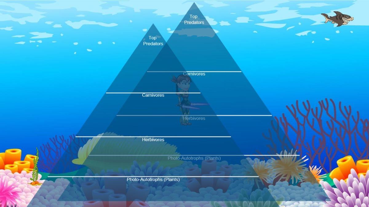 Ocean Ecological Pyramid - TEMPLATE