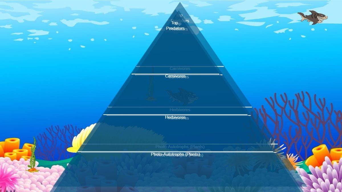 Ocean Ecological Pyramid - TEMPLATE