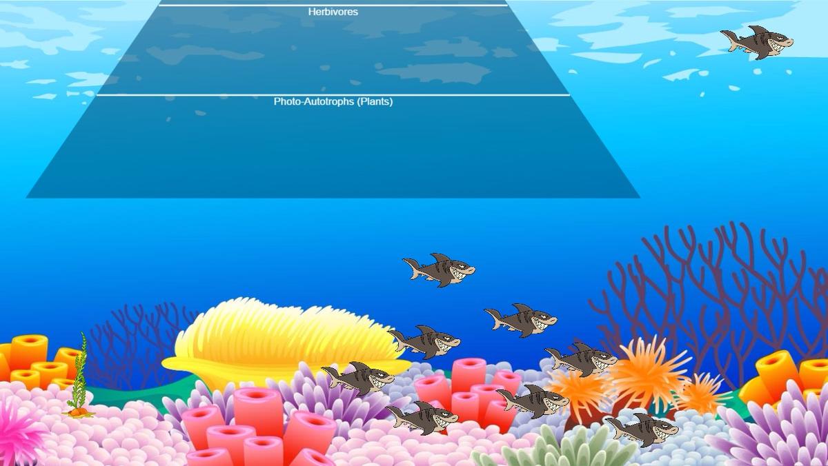 Ocean Ecological Pyramid - TEMPLATE