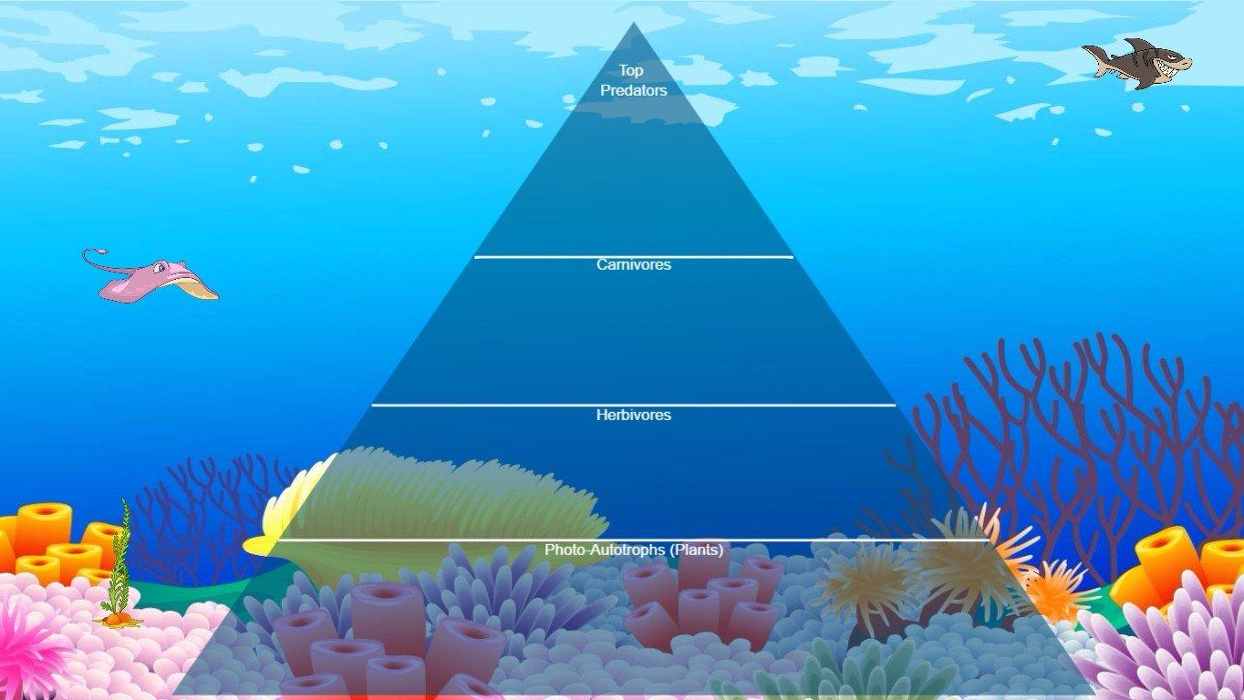 Ocean Ecological Pyramid - TEMPLATE