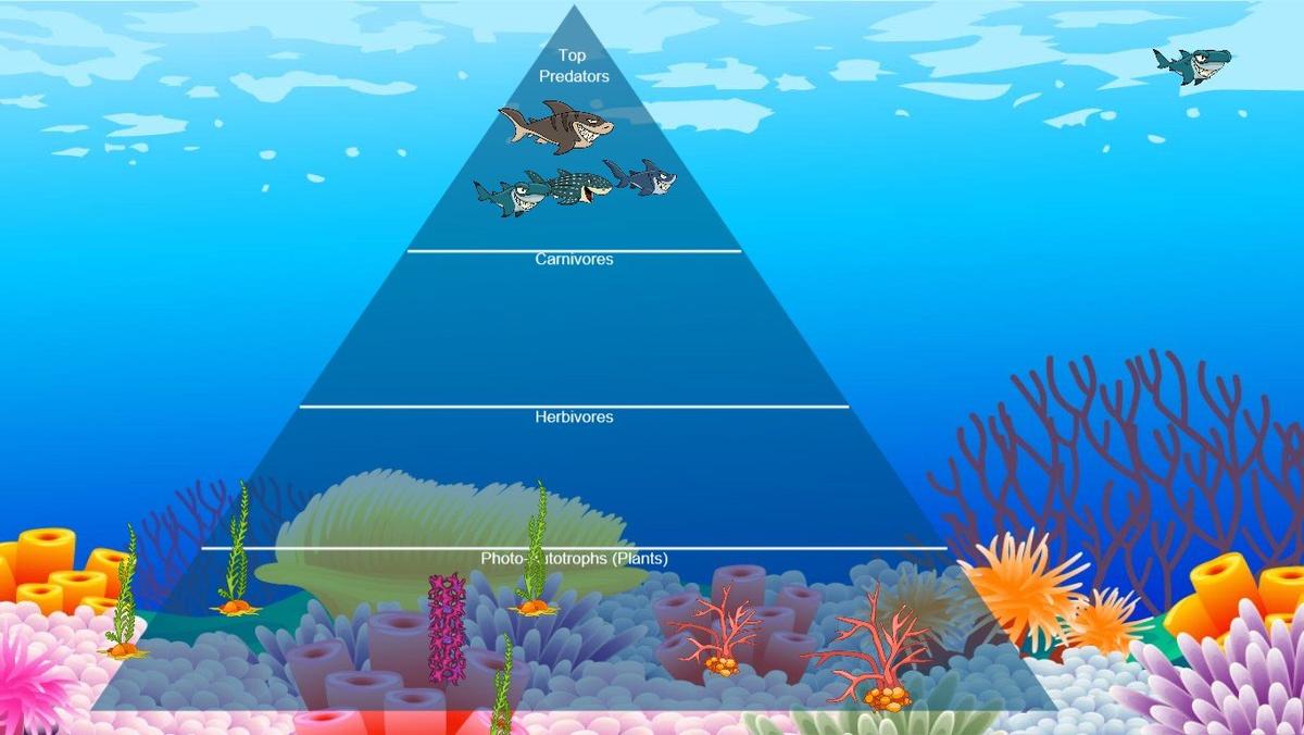 Ocean Ecological Pyramid - TEMPLATE