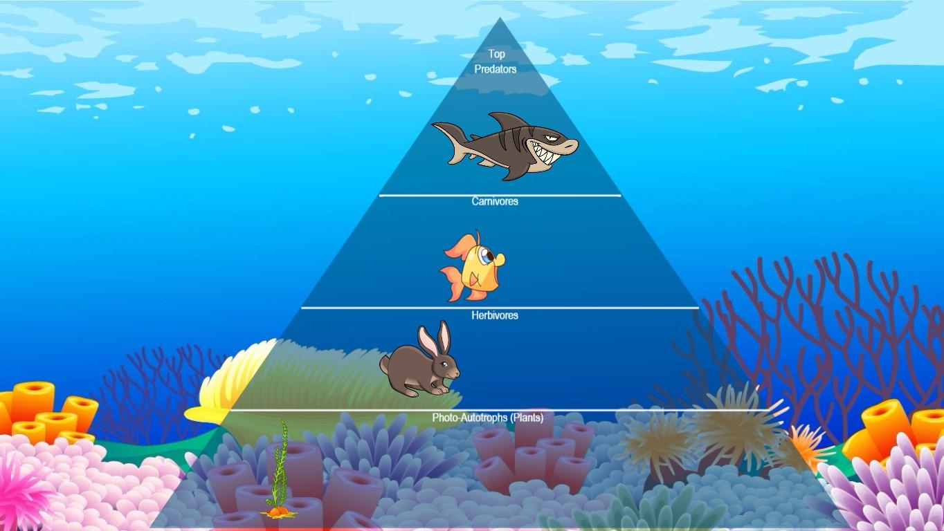 Ocean Ecological Pyramid - TEMPLATE