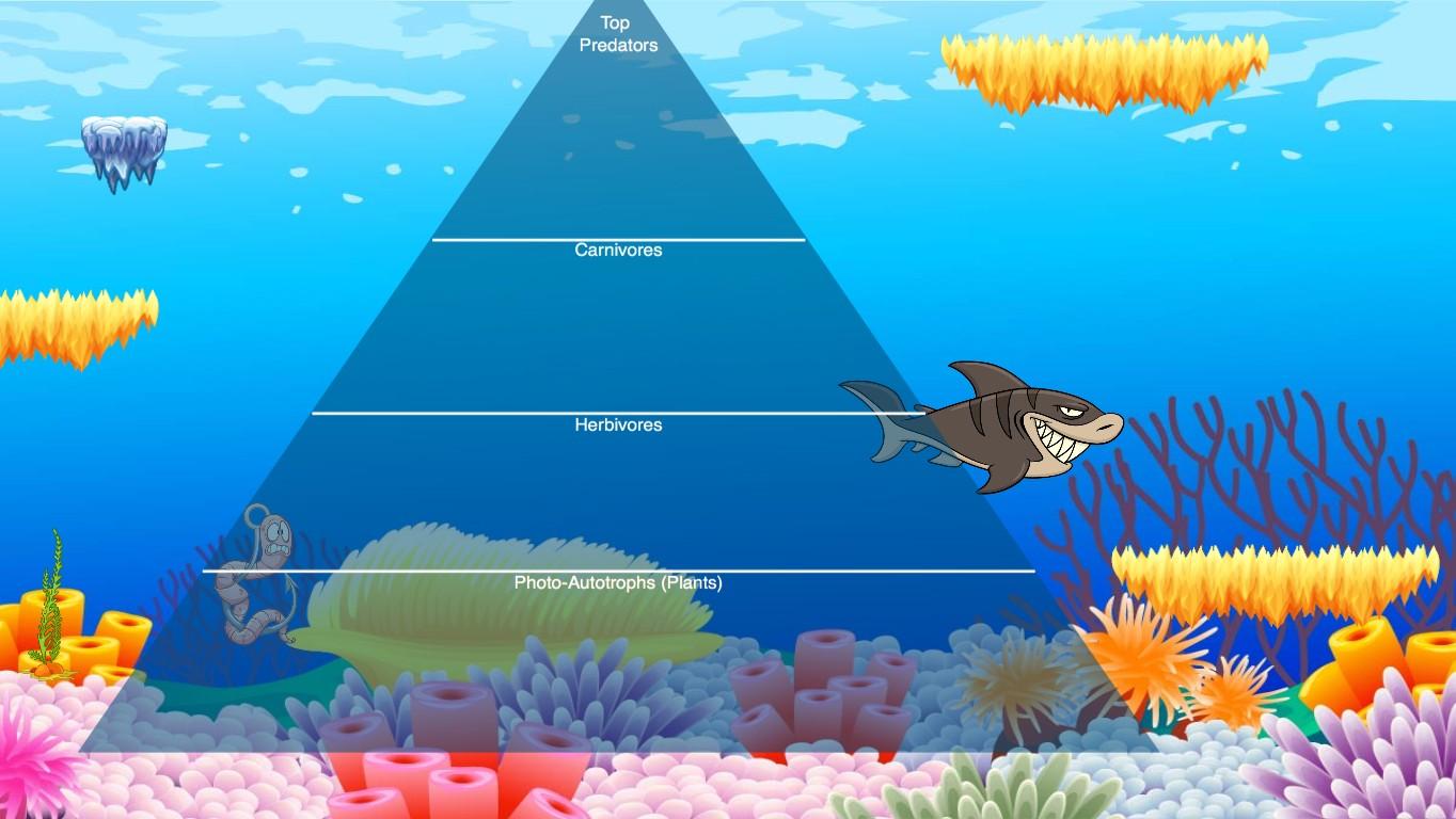 Ocean Ecological Pyramid - TEMPLATE