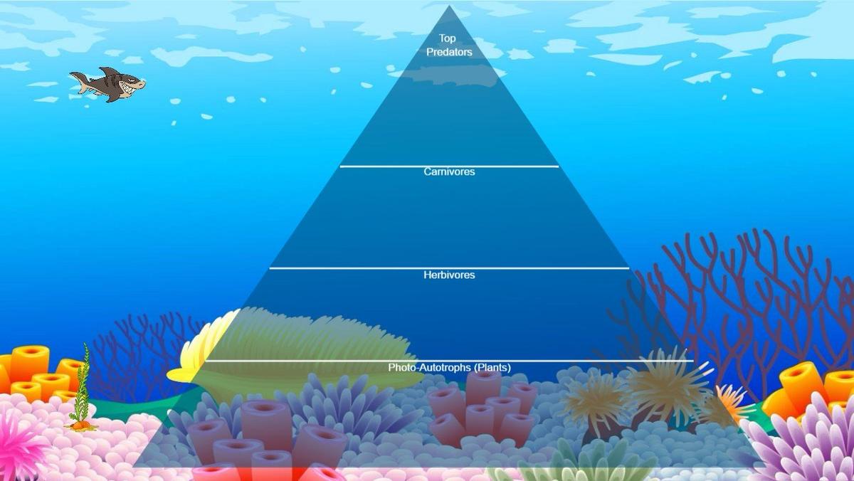 Ocean Ecological Pyramid - TEMPLATE