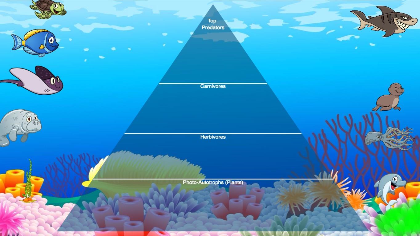 Ocean Ecological Pyramid - TEMPLATE