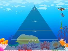 Ecological Pyramid 1