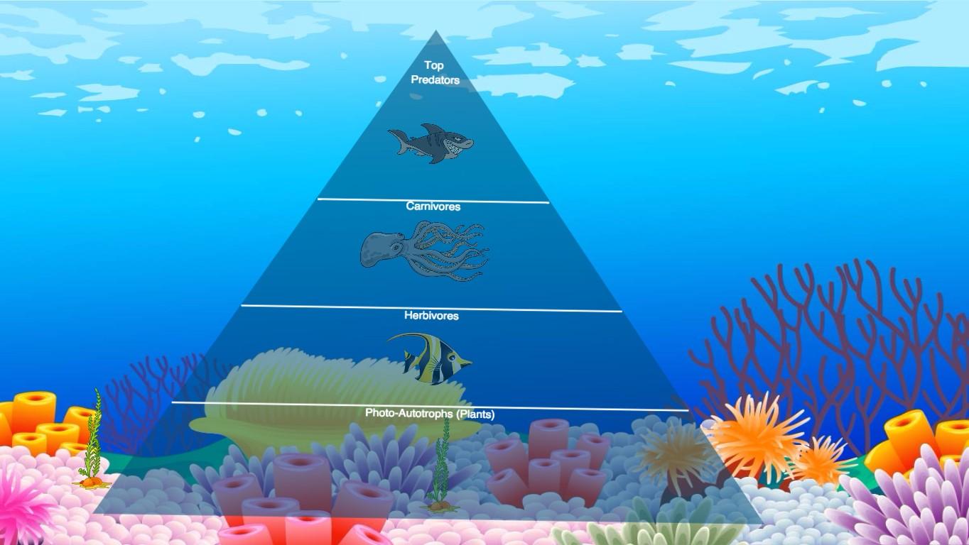 Ocean Ecological Pyramid - TEMPLATE