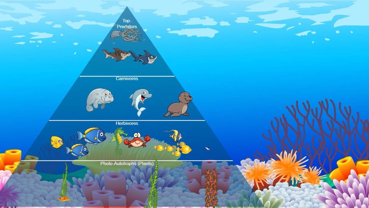 Ocean Ecological Pyramid - TEMPLATE