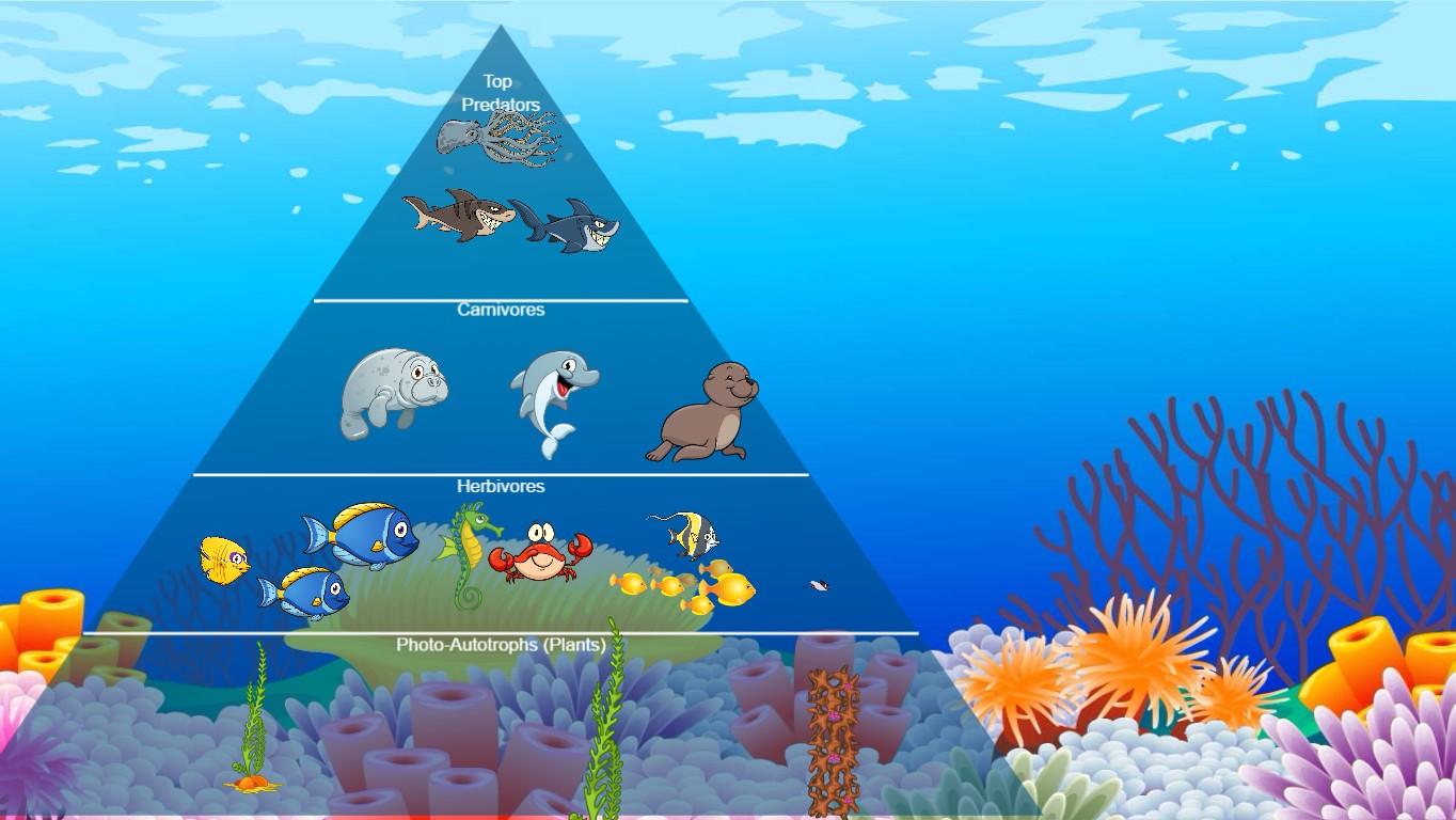 Ocean Ecological Pyramid - TEMPLATE