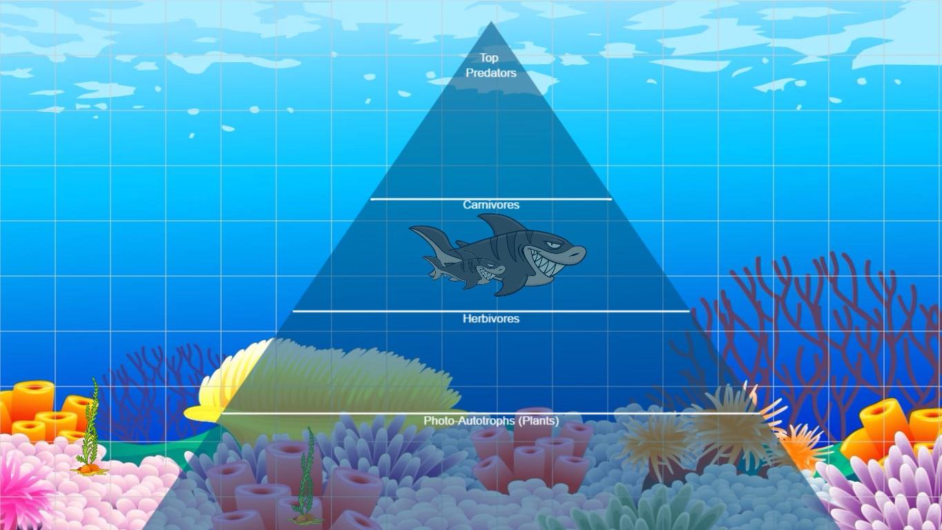 Ocean Ecological Pyramid - TEMPLATE