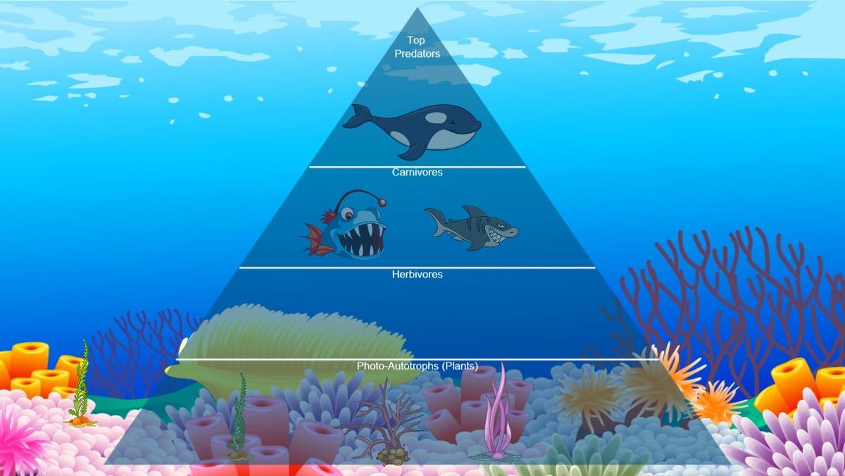 Ocean Ecological Pyramid - TEMPLATE