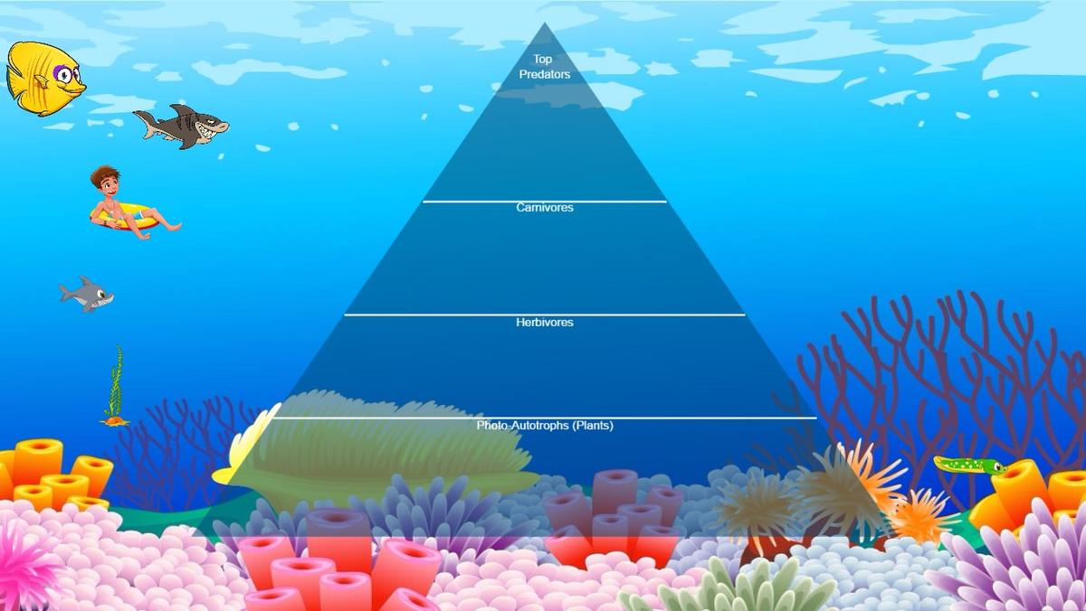 Ocean Ecological Pyramid - TEMPLATE