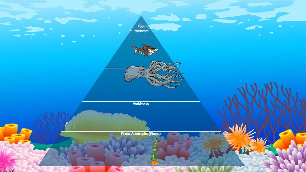 Ocean Ecological Pyramid - TEMPLATE