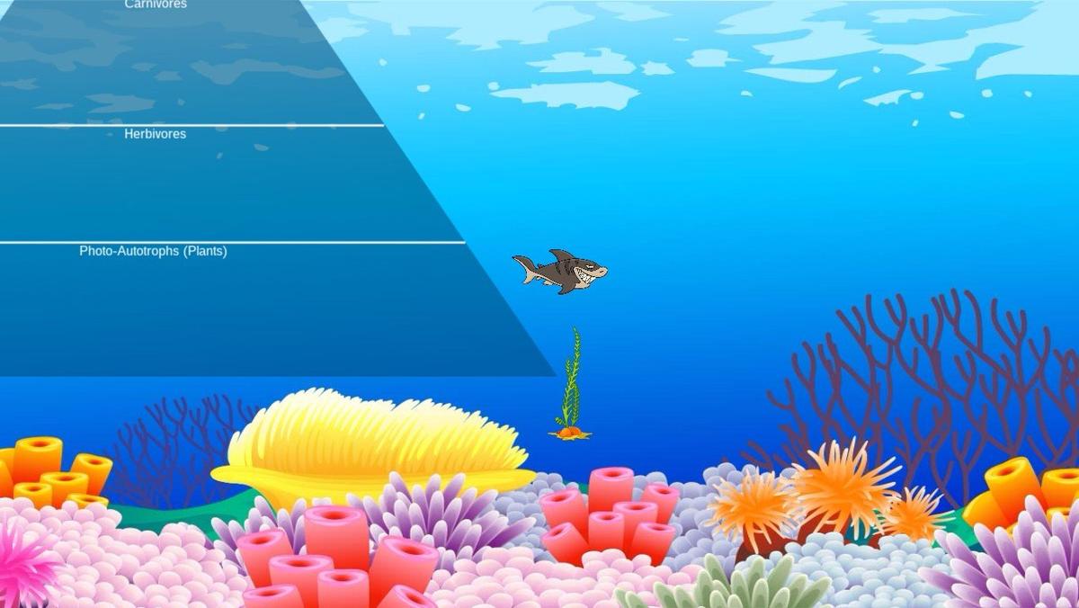 Ocean Ecological Pyramid - TEMPLATE