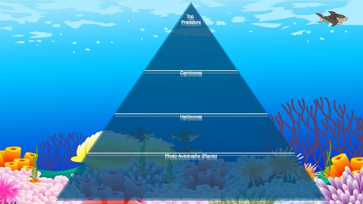 Ocean Ecological Pyramid - TEMPLATE