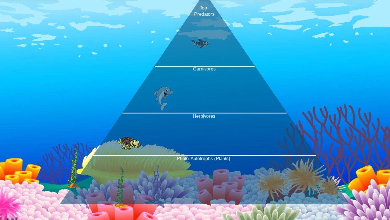 Ocean Ecological Pyramid - TEMPLATE