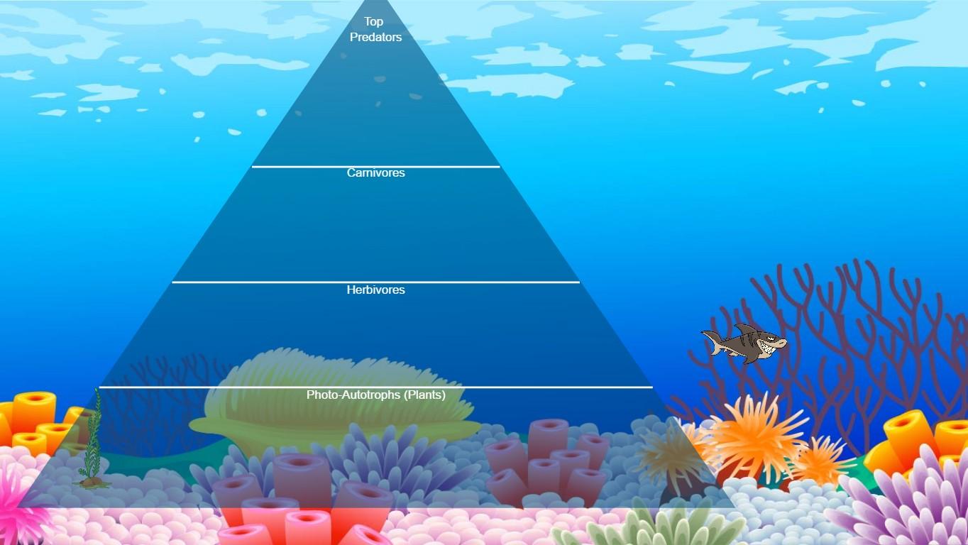 Ocean Ecological Pyramid - TEMPLATE