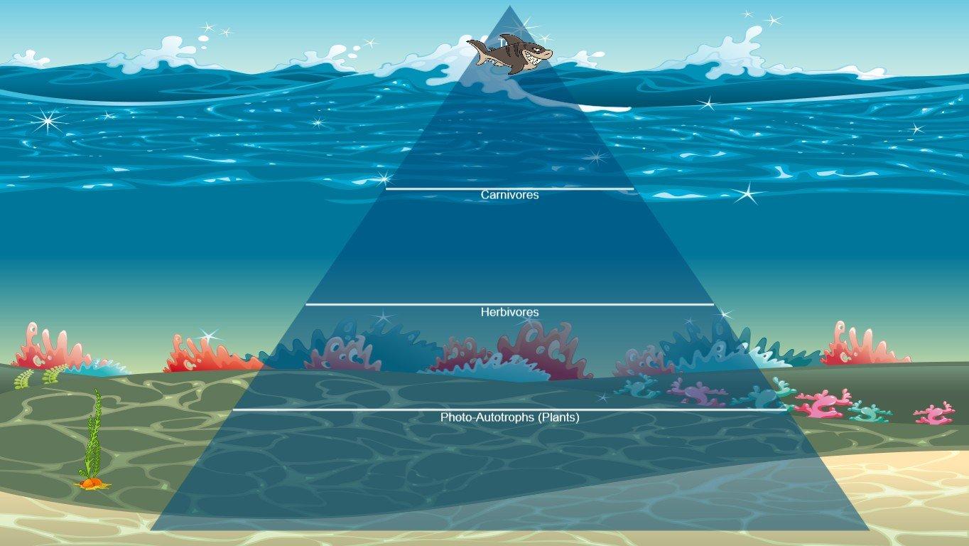 Ocean Ecological Pyramid - TEMPLATE