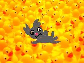 too many ducks