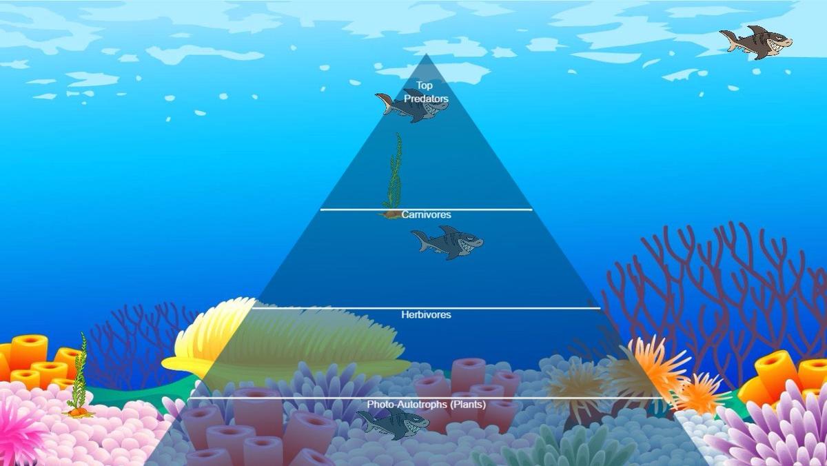 Ocean Ecological Pyramid - TEMPLATE