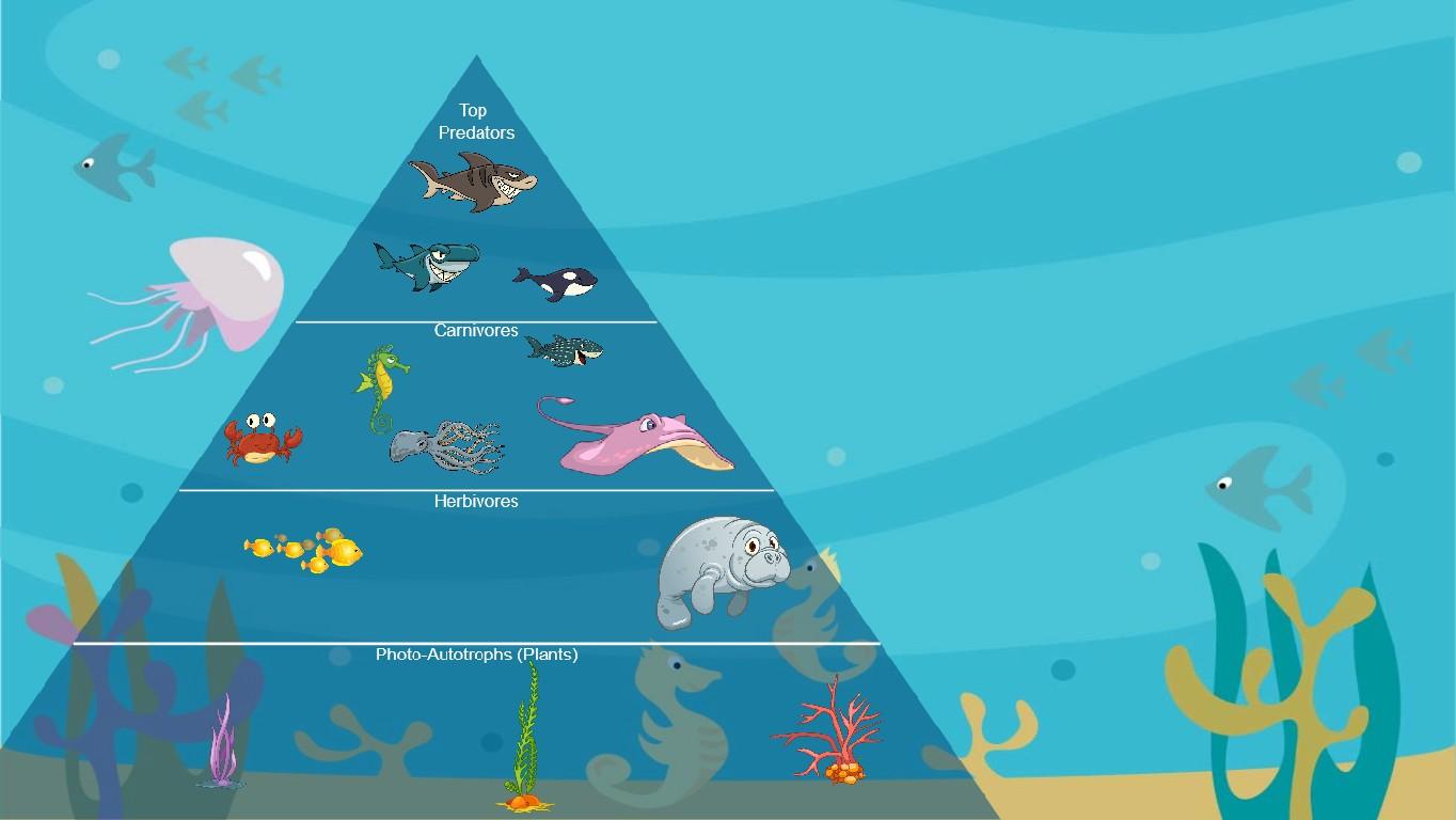 Ocean Ecological Pyramid - TEMPLATE