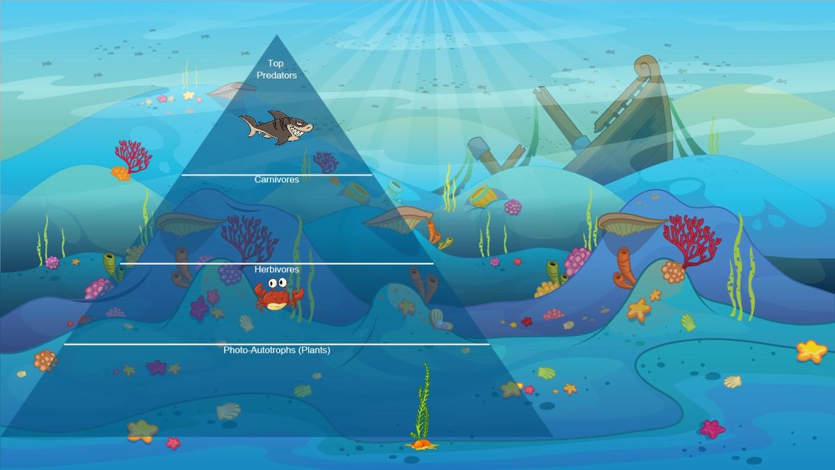 Ocean Ecological Pyramid - TEMPLATE