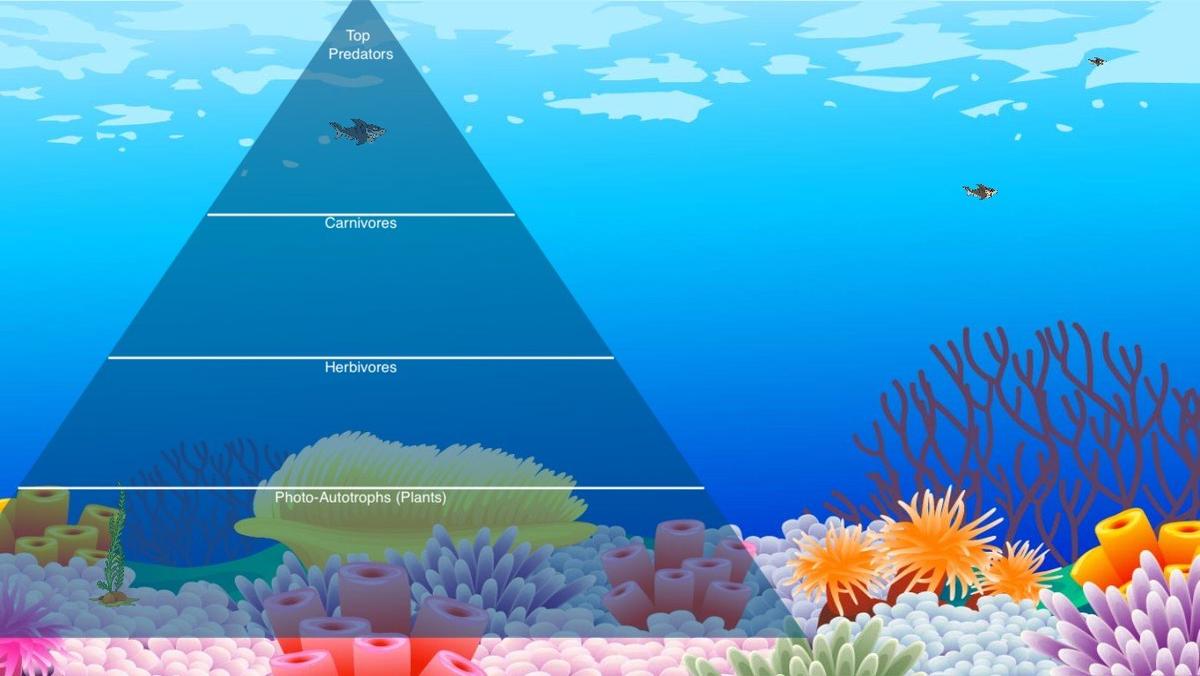 Ocean Ecological Pyramid - TEMPLATE