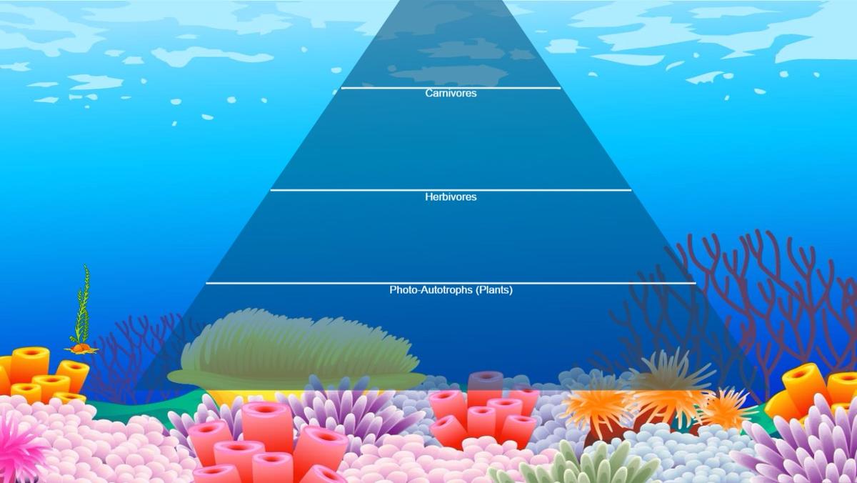 Ocean Ecological Pyramid - TEMPLATE