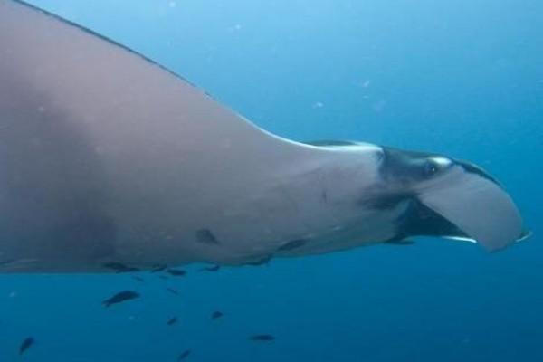 Manta Ray