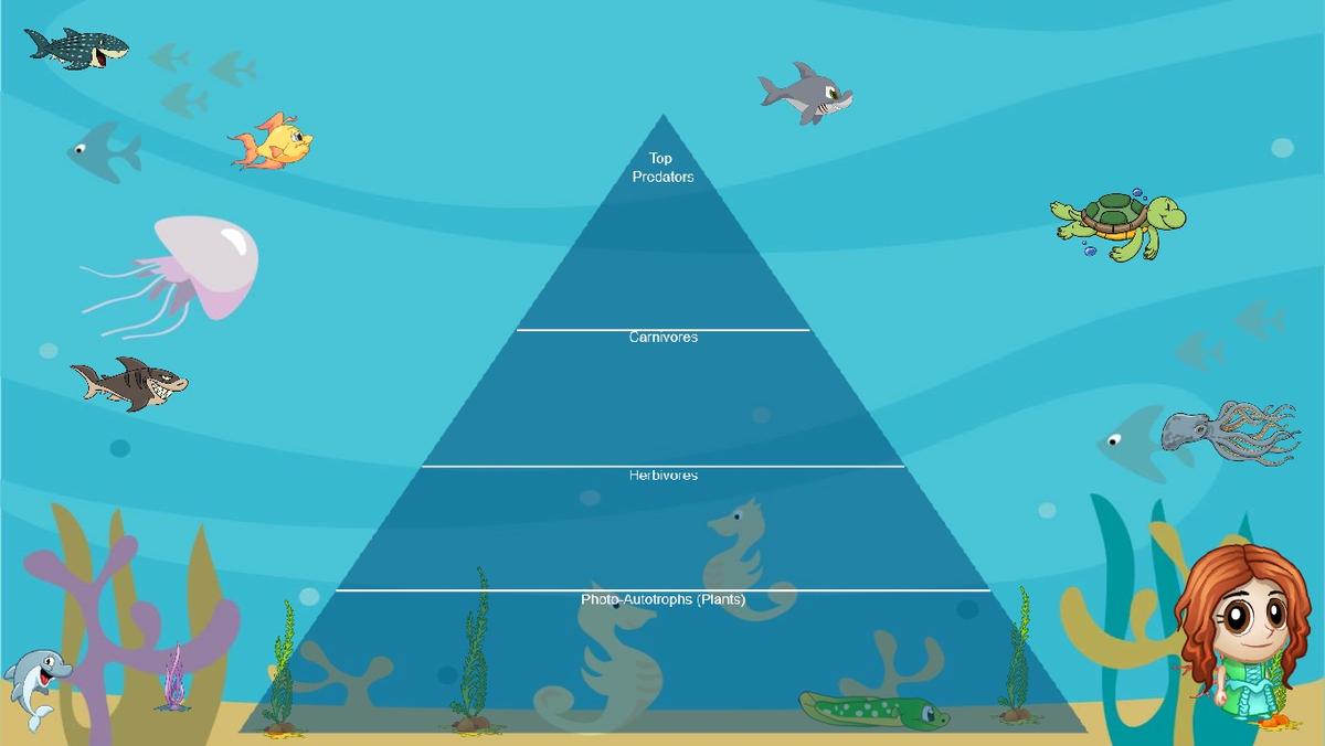 Ocean Ecological Pyramid - TEMPLATE