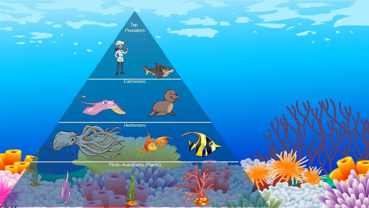 Ocean Ecological Pyramid - TEMPLATE