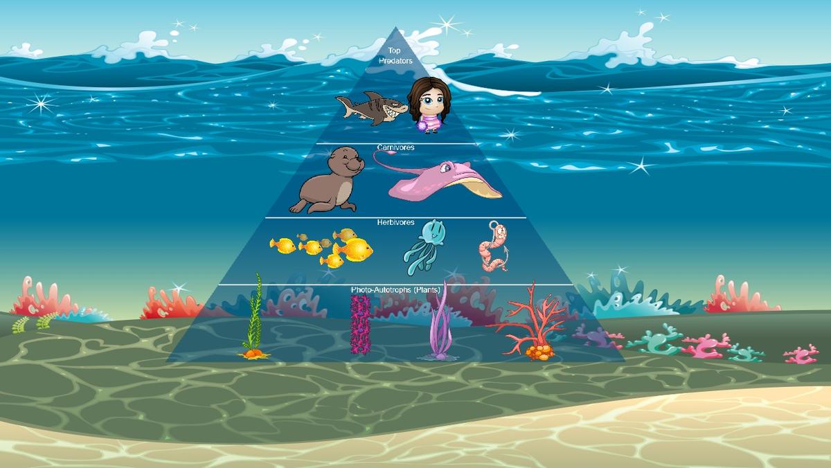 Ocean Ecological Pyramid - TEMPLATE