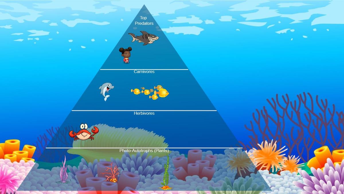 Ocean Ecological Pyramid - TEMPLATE