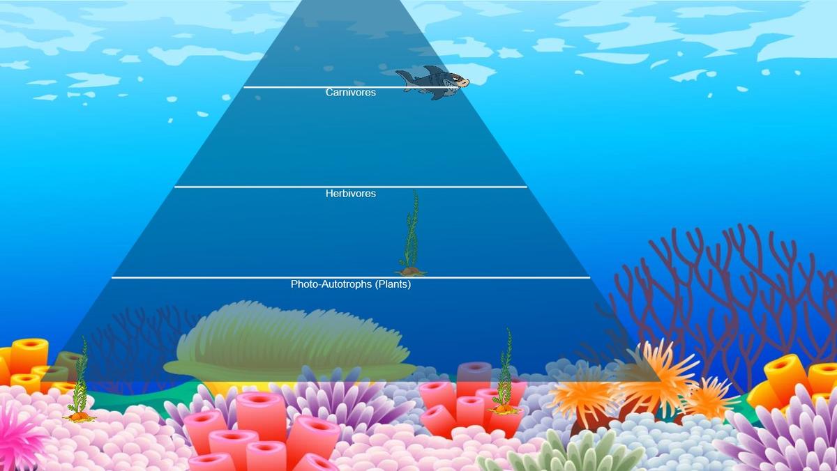 Ocean Ecological Pyramid - TEMPLATE