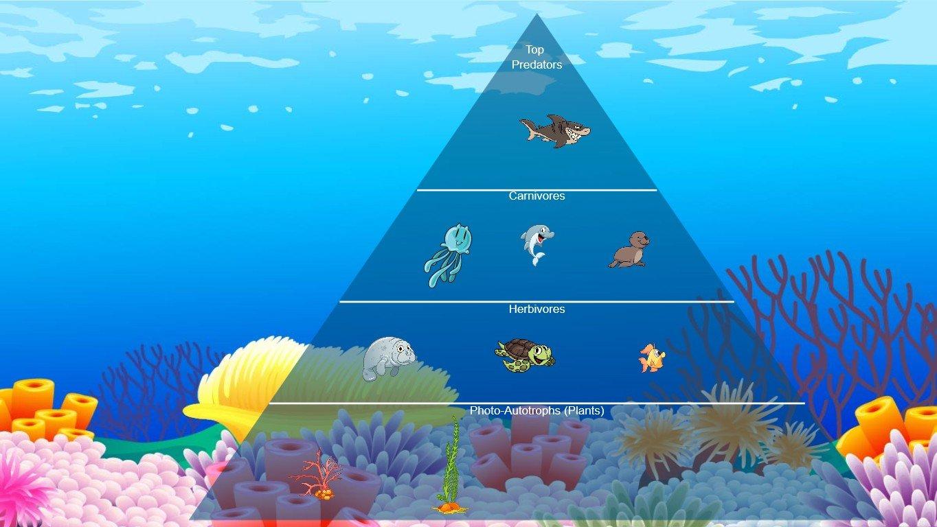 Ocean Ecological Pyramid - TEMPLATE