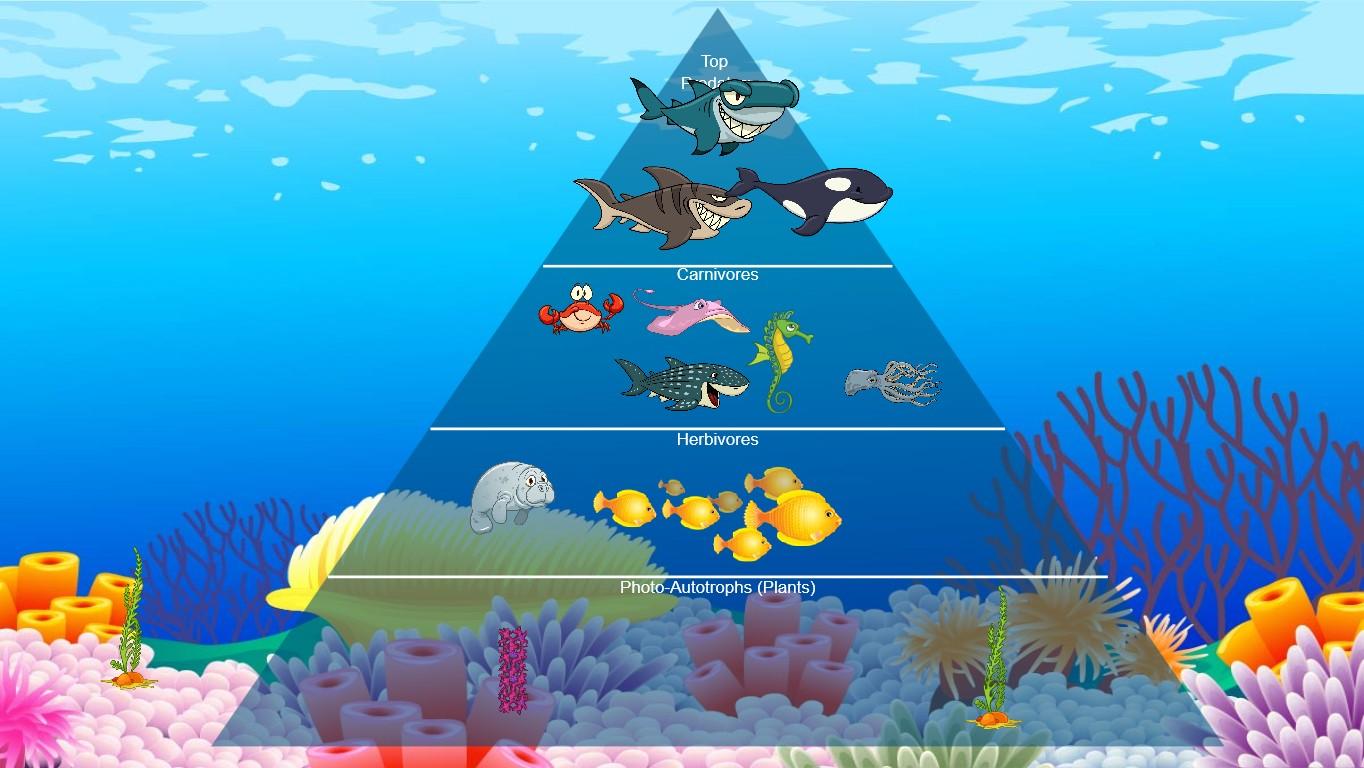 Ocean Ecological Pyramid - TEMPLATE