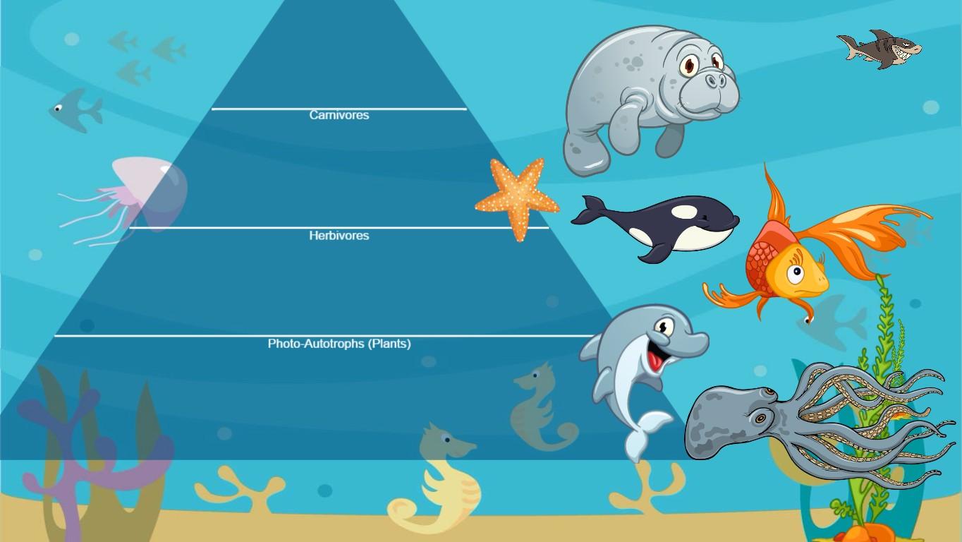 Ocean Ecological Pyramid - TEMPLATE