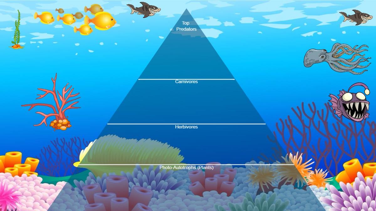 Ocean Ecological Pyramid - TEMPLATE