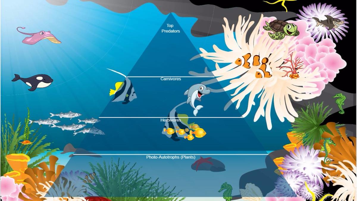 Ocean Ecological Pyramid - TEMPLATE